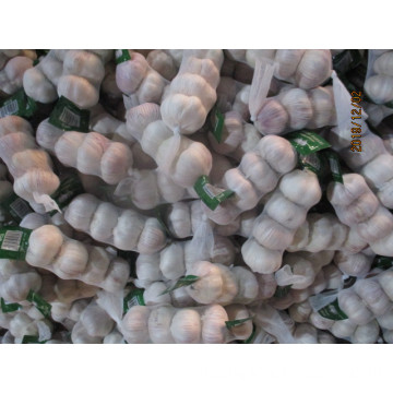 Size 5.0 Fresh Normal White Garlic